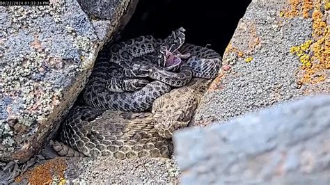Rattlesnakes in Colorado 'Mega Den': Watch Live Stream.